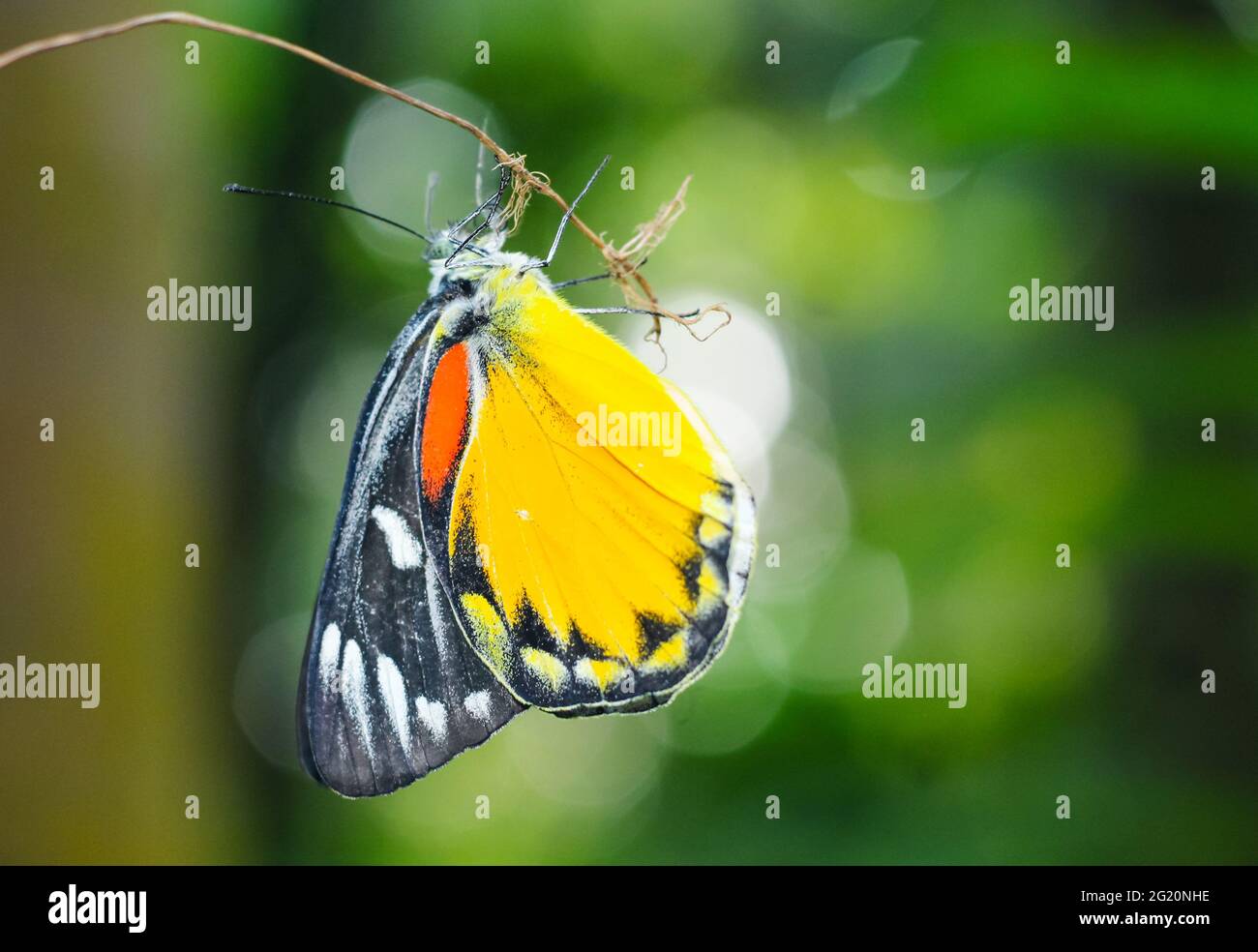 Schöner gelber Schmetterling mit grünem und bokeh Hintergrund. Stockfoto