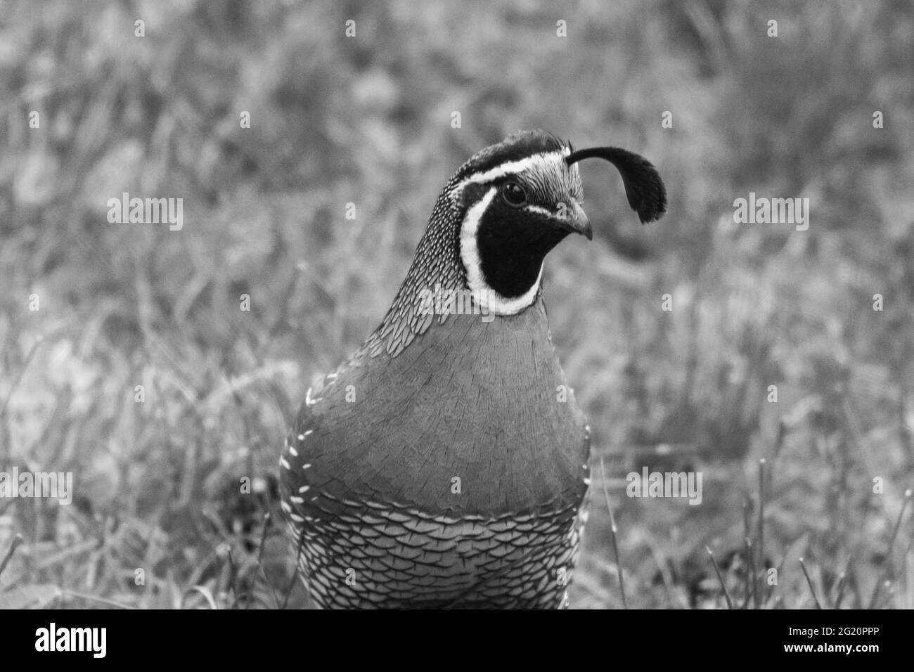 Eine Wachtel schaut auf die Kamera, Whidbey Island, Washington, USA Stockfoto