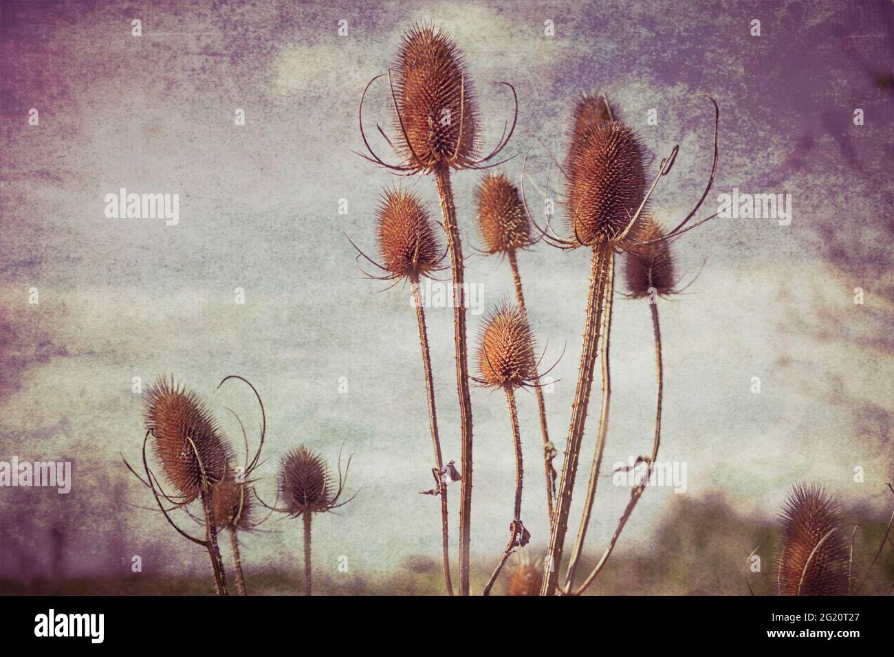 Fotokunst, gewöhnlicher Teelöffel (Dipsacus fullonum) an einem sonnigen Oktobernachmittag Stockfoto