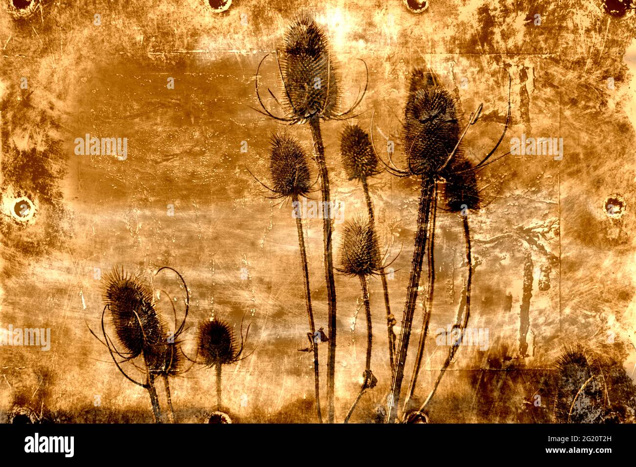 Fotokunst, gewöhnlicher Teelöffel (Dipsacus fullonum) an einem sonnigen Oktobernachmittag Stockfoto