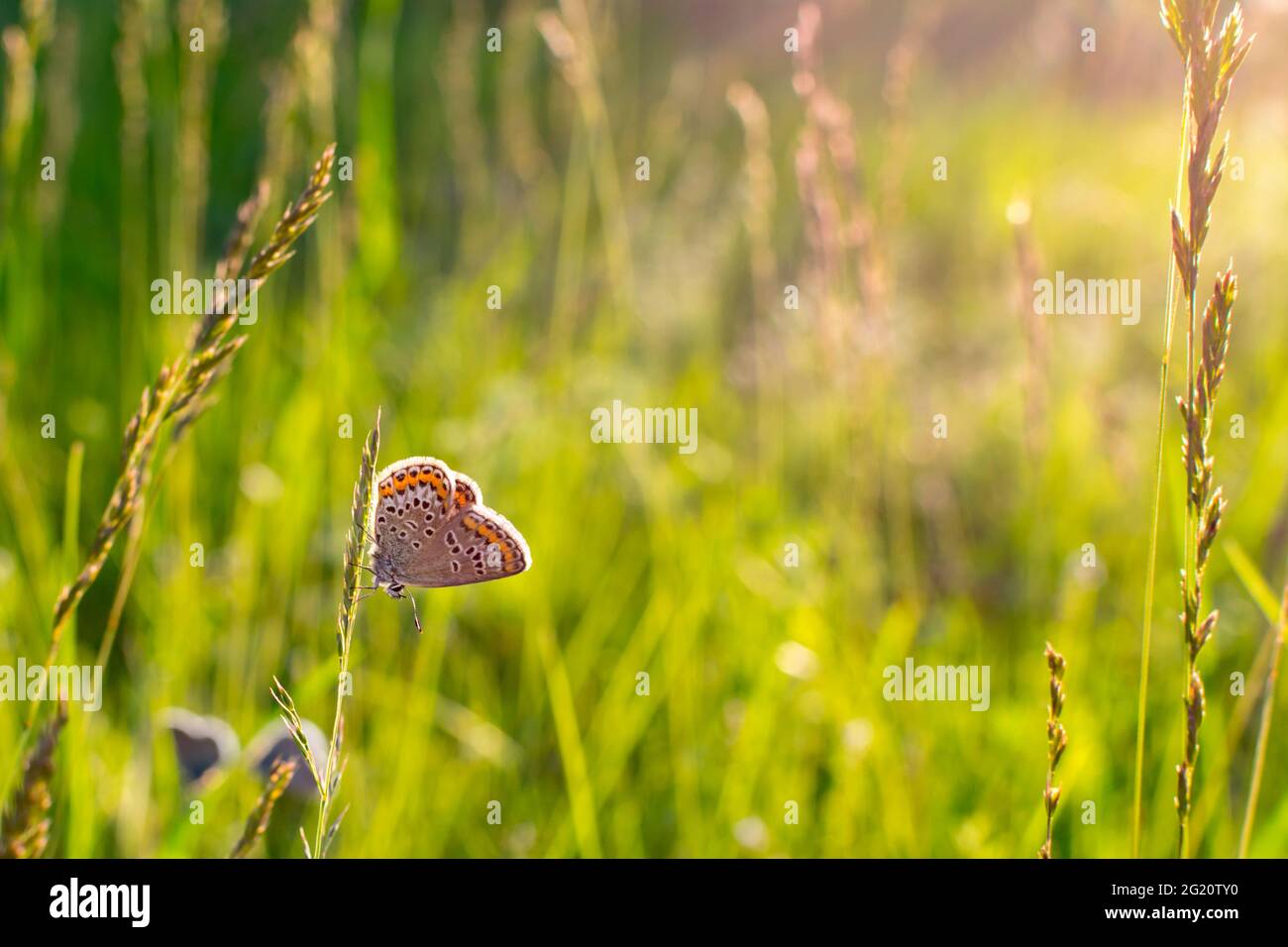 Schmetterling Plebejus argus ruht und sitzt auf dem Gras auf einem verschwommenen grünen Hintergrund in den Strahlen der untergehenden Sonne bei Sonnenuntergang. Ein gewöhnlicher kleiner Schmetterling Stockfoto