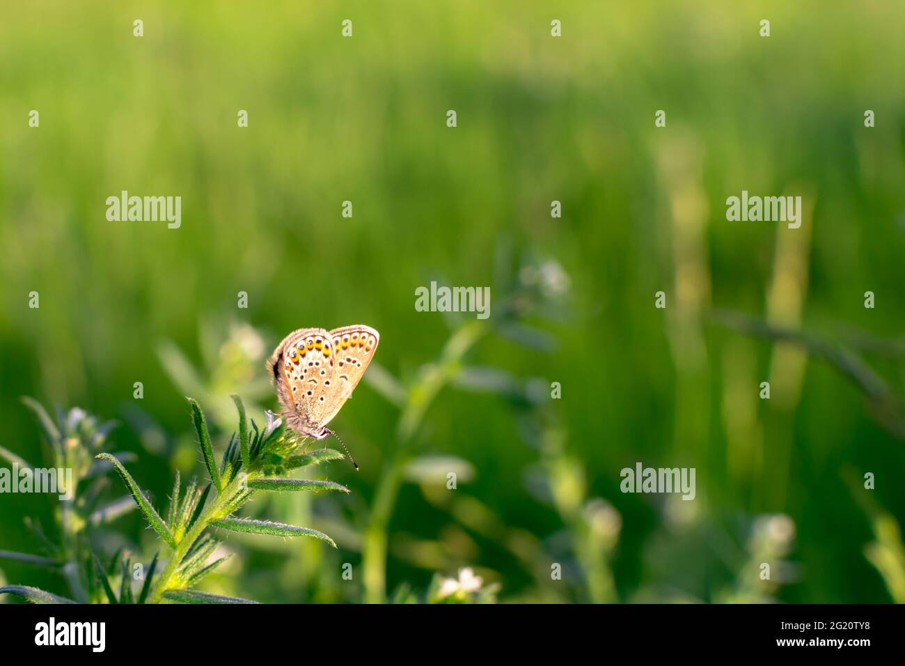 Ein brauner kleiner Schmetterling ruht und sitzt auf dem Gras vor einem verschwommenen grünen Hintergrund. Gewöhnlicher kleiner brauner Schmetterling in seinem natürlichen Lebensraum Stockfoto