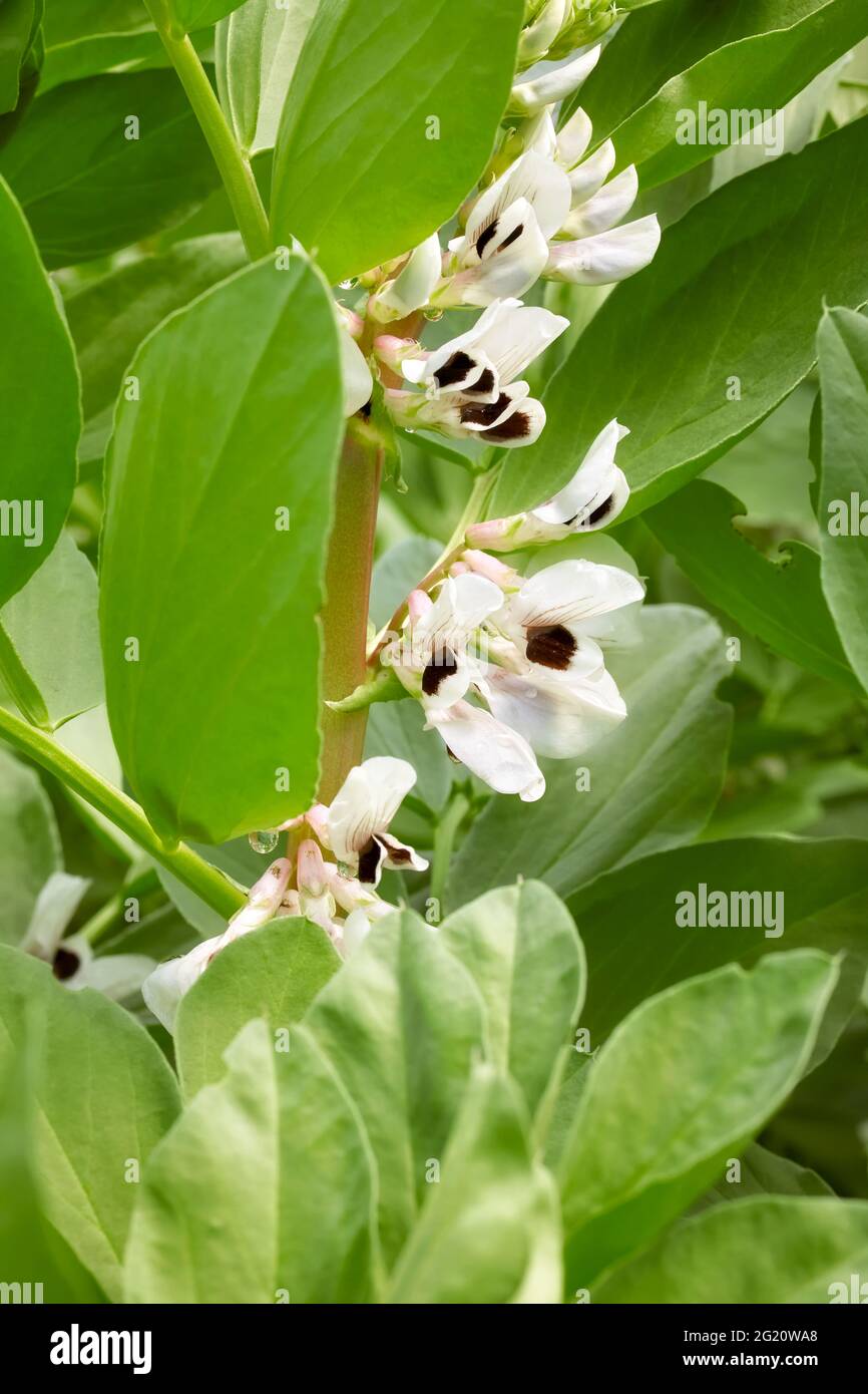 Nahaufnahme der blühenden Breitbohne (Vicia faba), selektiver Fokus. Stockfoto