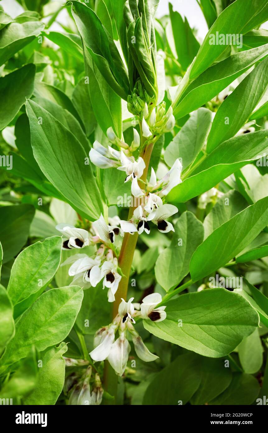 Nahaufnahme der blühenden Breitbohne (Vicia faba), selektiver Fokus. Stockfoto