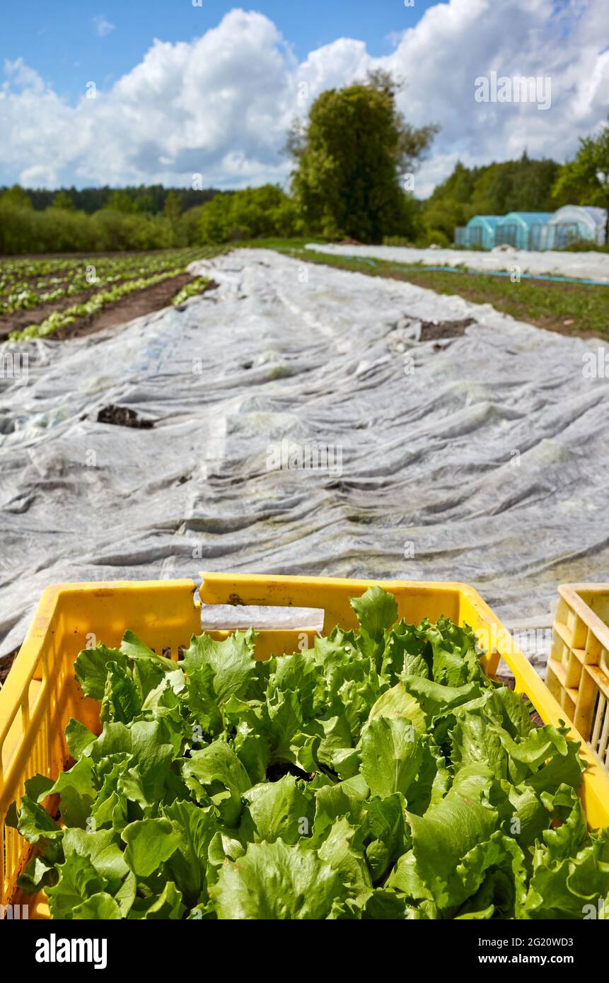 Bio-Gemüsesämlinge in einer Box auf einem Bauernhof, selektiver Fokus. Stockfoto