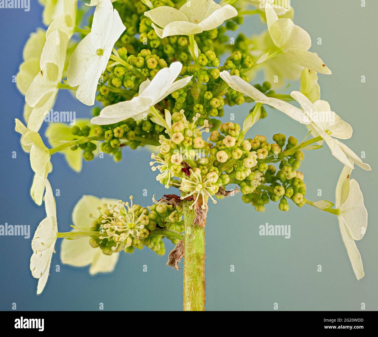 Große sterile Blüten (Kelchblätter) der Eichenlaub-Hortensien (Hydrangea quercifolia) ziehen Insekten zu den unscheinbaren fruchtbaren Blüten darunter an. Stockfoto