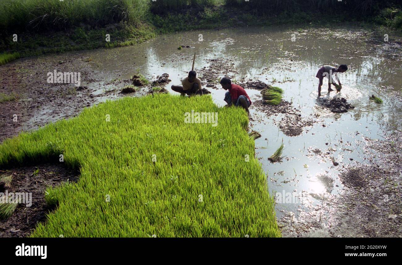 Pflanzen von Reisfeldern in den überfluteten Feldern eines Dorfes in der Nähe von Gazipur, Bangladesch. Reis ist das Grundnahrungsmittel von mehr als der Hälfte der Weltbevölkerung – mehr als 3.5 Milliarden Menschen sind für mehr als 20 % ihrer täglichen Kalorien auf Reis angewiesen. Für etwa 520 Millionen Menschen in Asien, darunter Bangladesch, die meisten von ihnen arm oder sehr arm, stellt Reis mehr als 50 % der Kalorienzufuhr bereit. Es handelt sich um eine Ernte, die in überschwemmten Böden gedeihen kann, während viele andere Pflanzen sterben werden. Daher ist das Überfluten von Reisfeldern ein wichtiger Weg, um Unkraut in Reisfeldern zu kontrollieren. Stockfoto