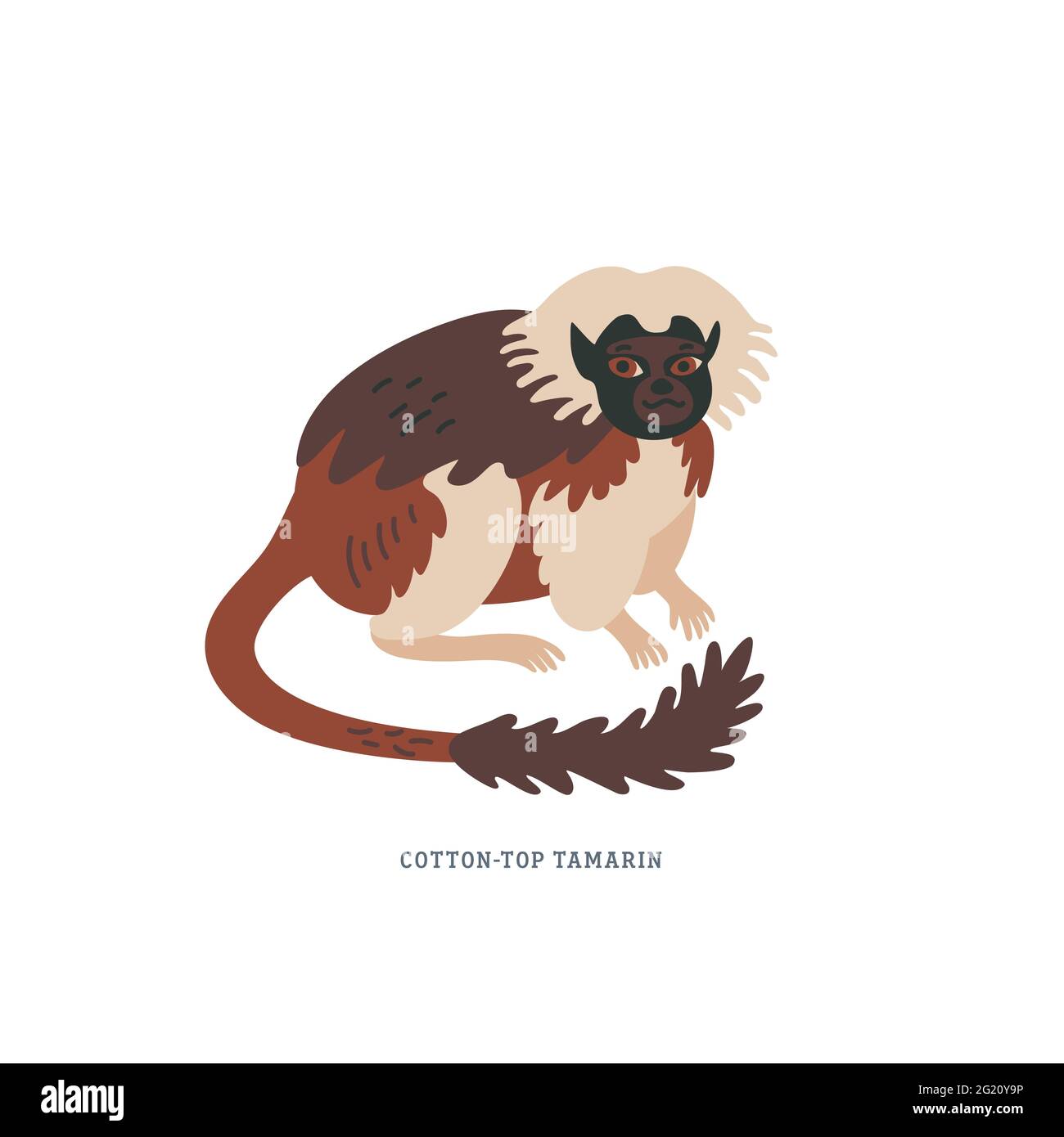 Tamarin aus Baumwolltop oder Saguinus Ödipus - kleiner New World-Affe mit weißem Wappen auf dem Kopf. Einfache bunte Vektor-Illustration in flachen Cartoon-Stil auf Stock Vektor