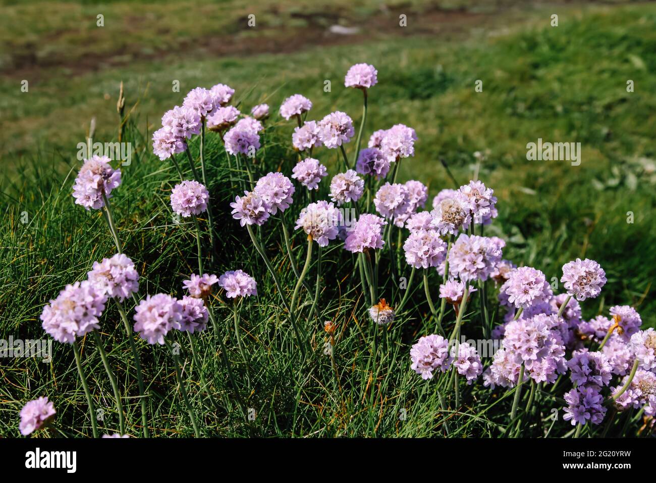 Thrift (Armeria maritima) Wildblumen, die an der Küste von Cornwall wachsen, küstennahe Wildblumen in St. Ives, Cornwall, Großbritannien, Juni 2021 Stockfoto
