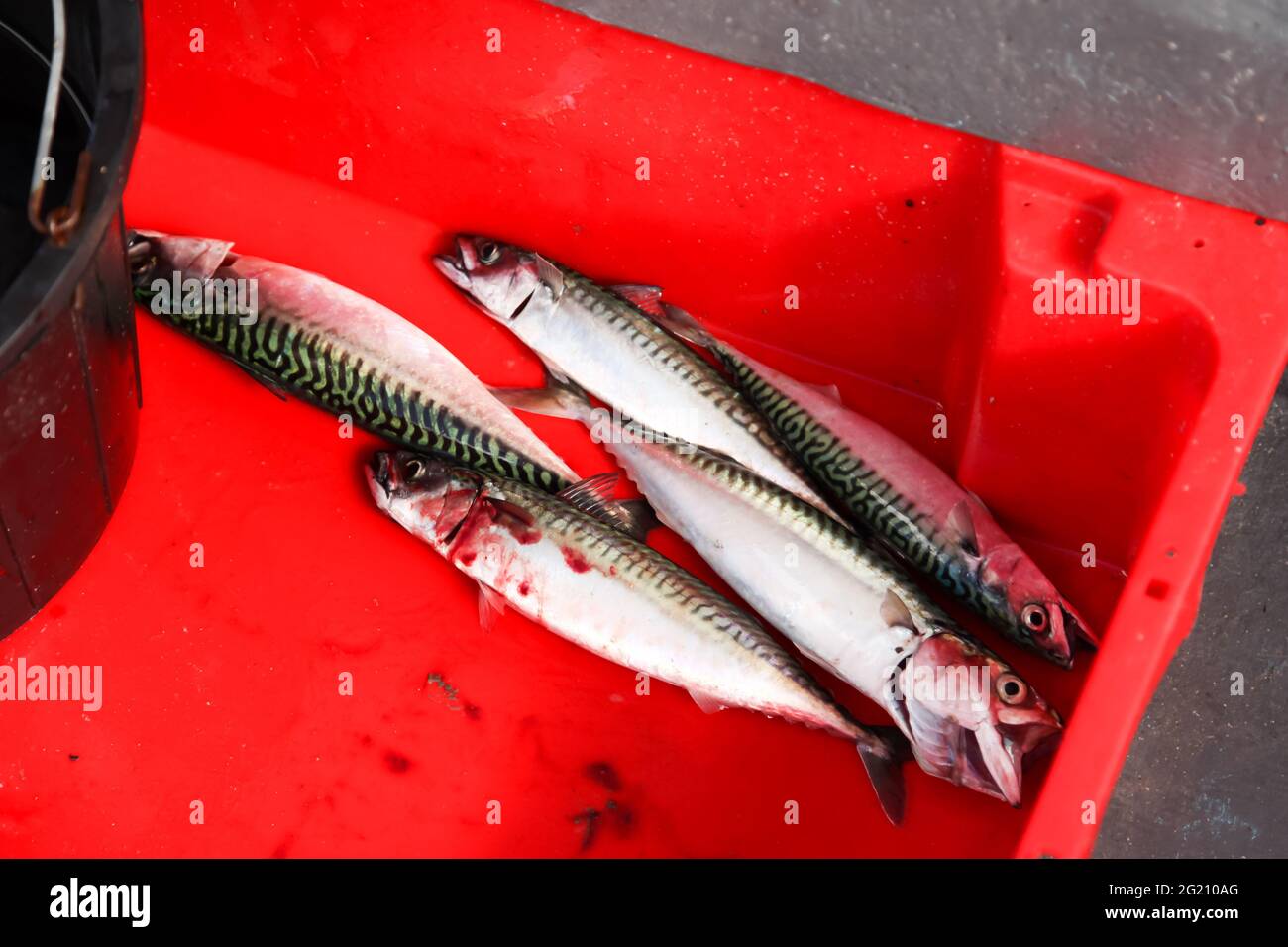 Fischfang Makrele vor der Küste von Cornwall, St. Ives, Großbritannien, Juni 2021 Stockfoto