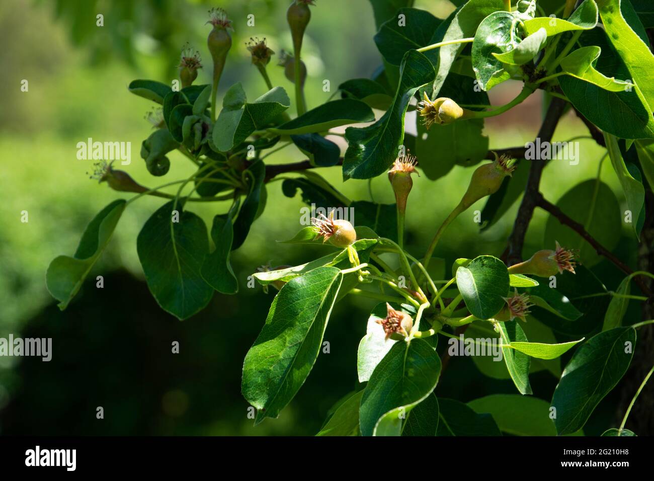 Kleine grüne Birnen an den Ästen, die von der späten Frühlingssonne beleuchtet werden Stockfoto