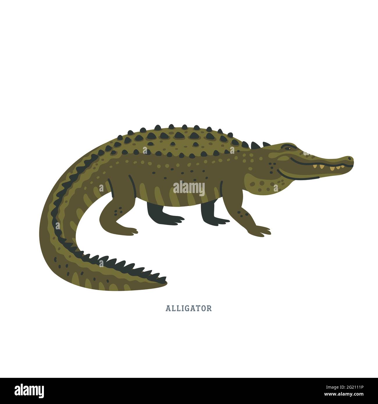 Alligator. Ein Alligator ist ein Krokodil mit schwarzer oder dunkler olivbrauner Haut mit heller Unterseite. Einfache bunte Vektor-Illustration in flachen Cartoon Stock Vektor