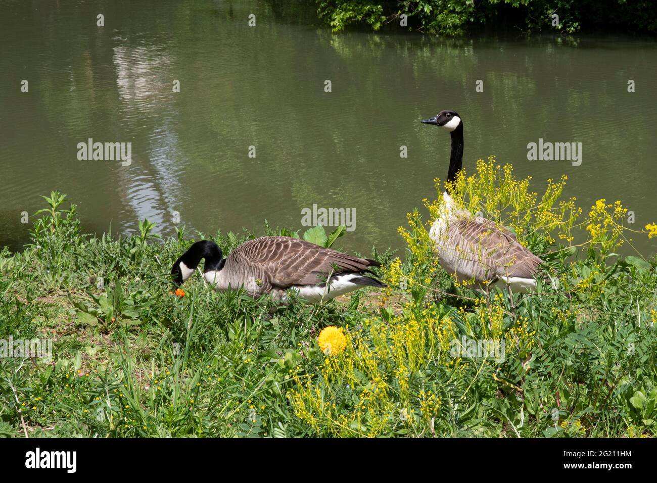 Wo Gänse auf einem See im Gras und Blumen Stockfoto