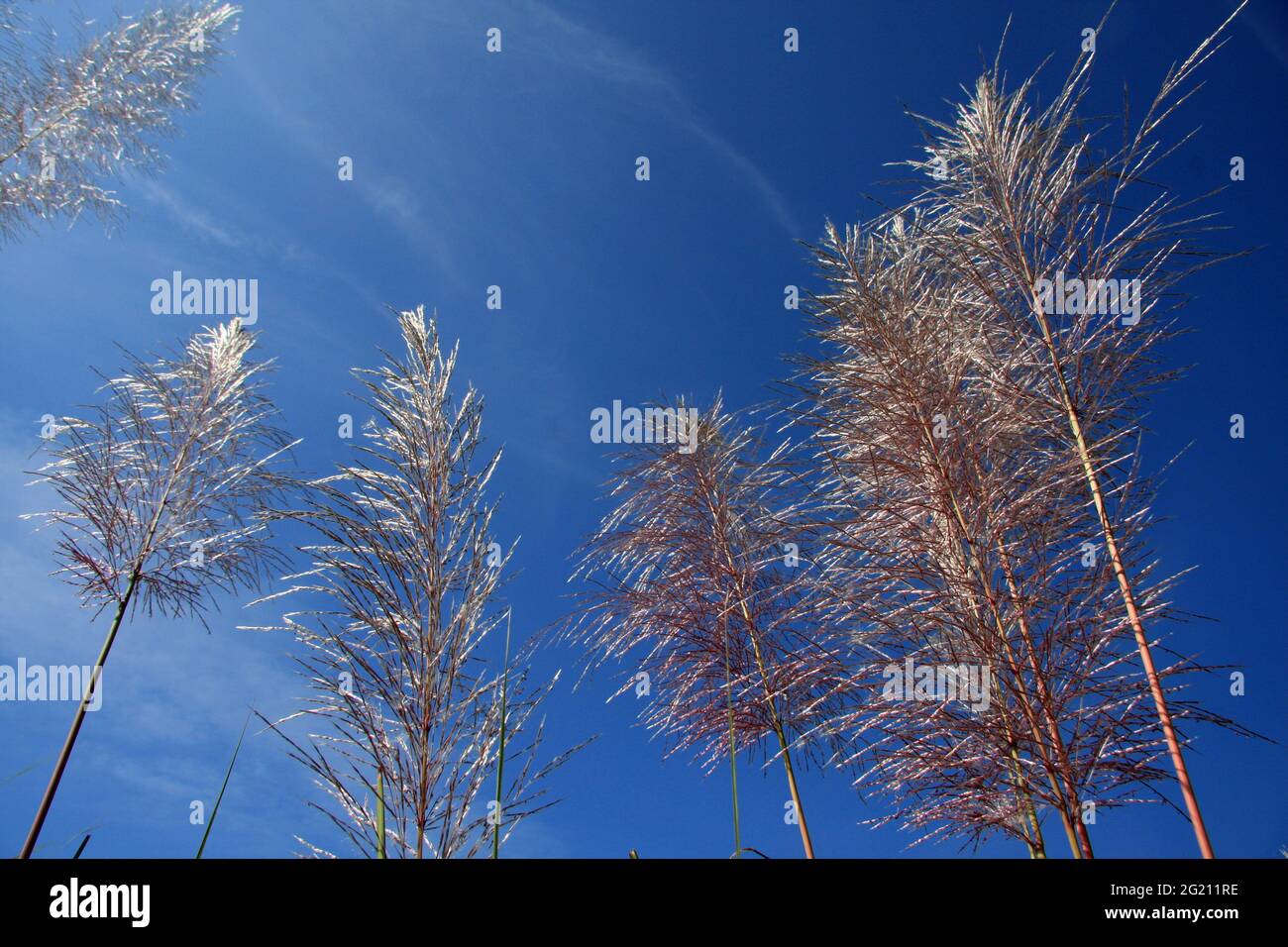 Kashphool (Catkin) blüht im Herbst meist mit schmalen Blättern an den Ufern der Flüsse in ländlichen Gebieten. Sie sind auch in den hügeligen Gebieten zu sehen. Chimbuk, Bandarban, Bangladesch. Dezember 2009. Stockfoto