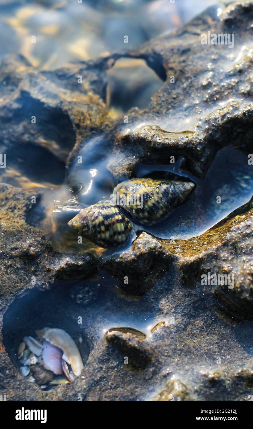 Seltene Fotografie, lebende Muschelzucht unter Wasser. Lebende Muschelpaaren unter Wasser. Unterwasserfotografie. Stockfoto