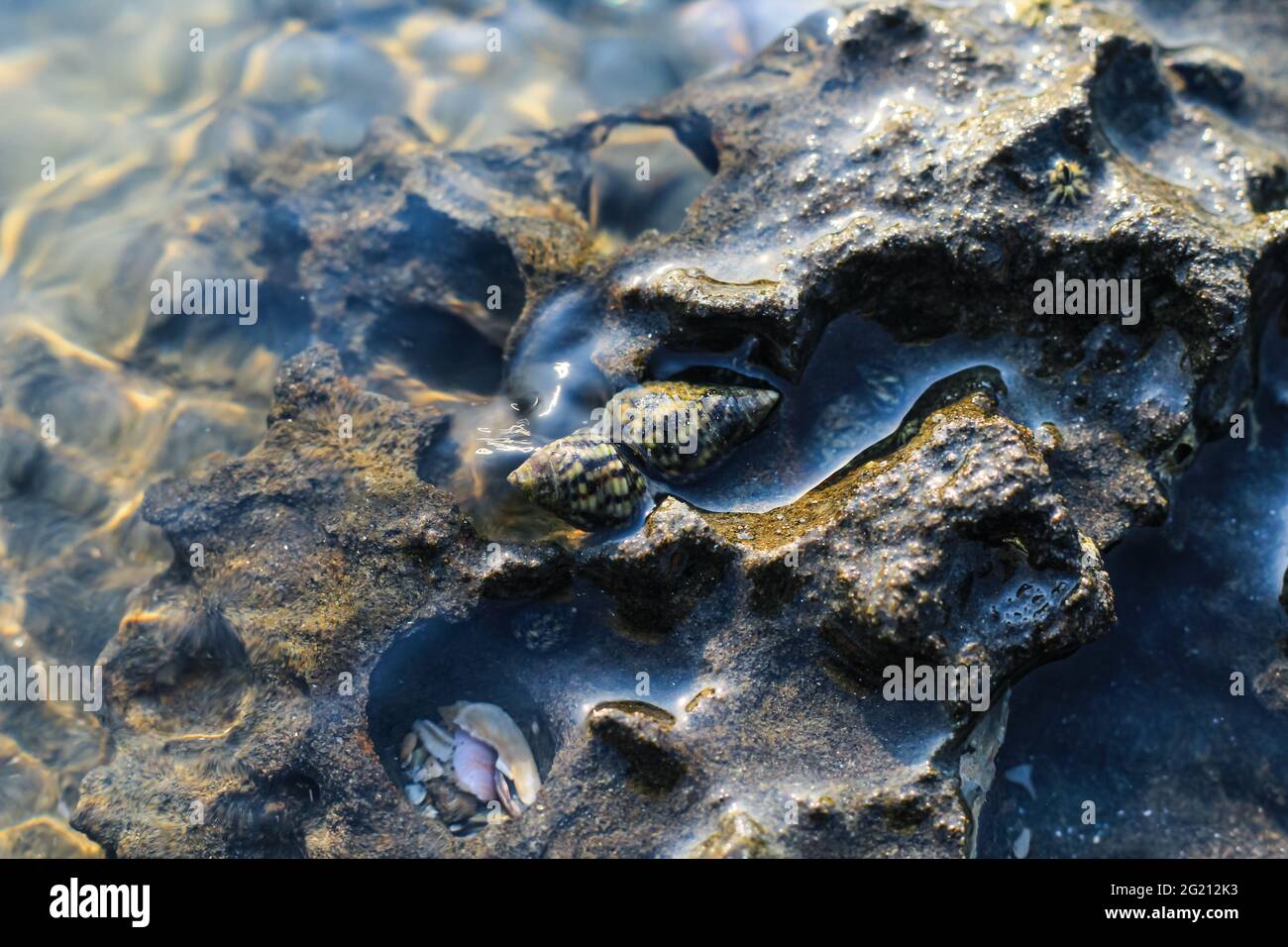 Seltene Fotografie, lebende Muschelzucht unter Wasser. Lebende Muschelpaaren unter Wasser. Unterwasserfotografie. Stockfoto