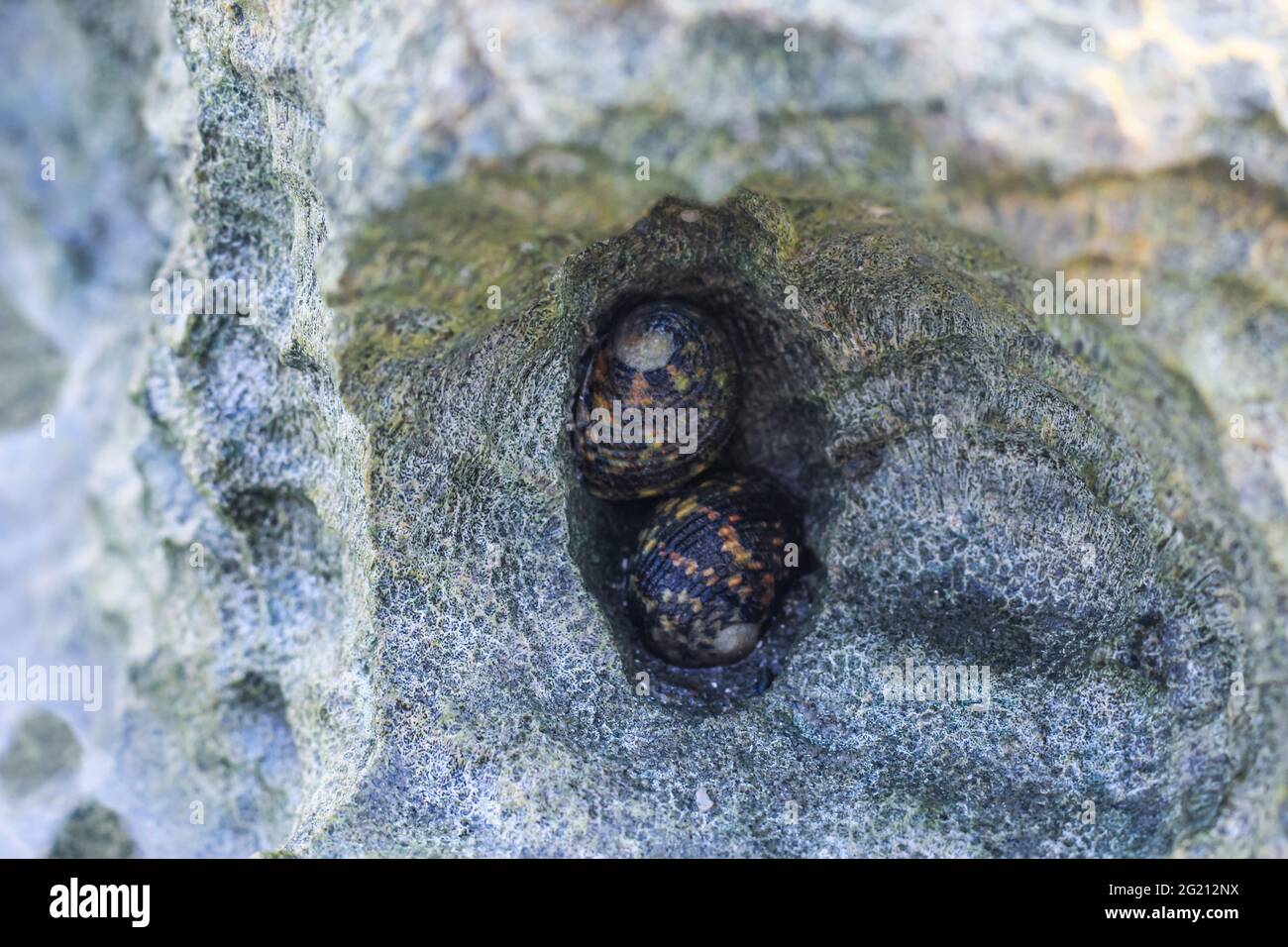 Seltene Fotografie, lebende Muschelzucht unter Wasser. Lebende Muschelpaaren unter Wasser. Unterwasserfotografie. Stockfoto