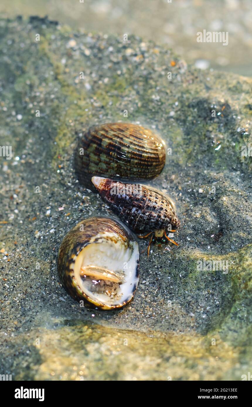 Seltene Fotografie, lebende Muschelsuppe auf dem Felsen unter Wasser. Lebende Muschel unter Wasser. Unterwasserfotografie. Stockfoto