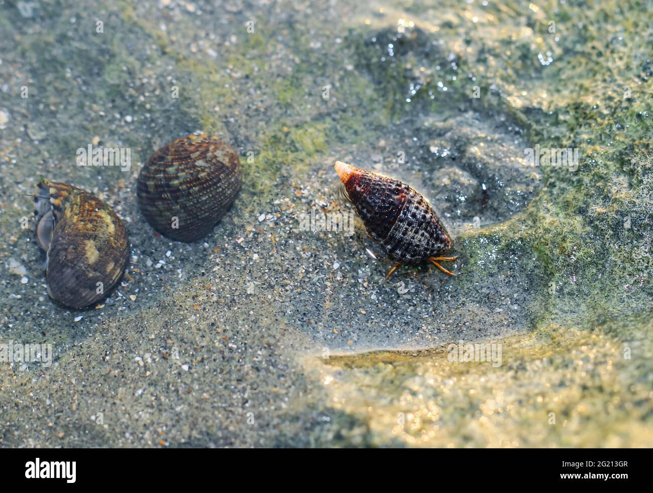 Seltene Fotografie, lebende Muschelsuppe auf dem Felsen unter Wasser. Lebende Muschel unter Wasser. Unterwasserfotografie. Stockfoto