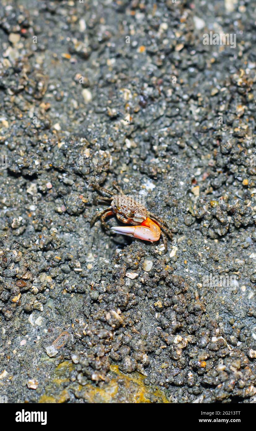 Krabben am Strand machen ihre Häuser. Meereskrabben machen das Haus am Meer, weil der Schutz des Meeres aufkommt. Stockfoto
