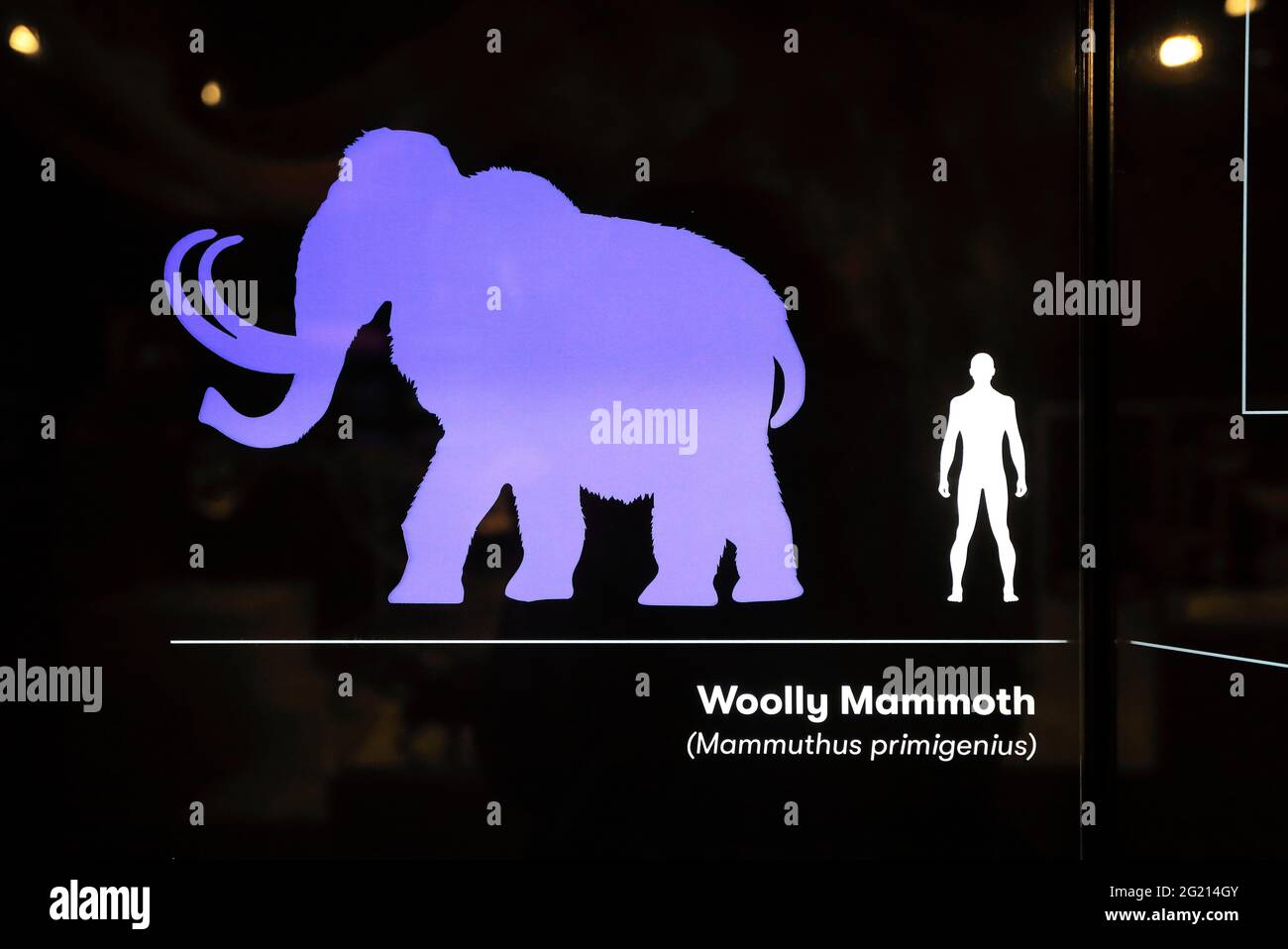 Neue Ausstellung in der Natural History Gallery, einem nachgebauten wolligen Mammut, im Kunst-, Kulturerbe- und Kulturzentrum The Box in Plymouth, Devon Stockfoto