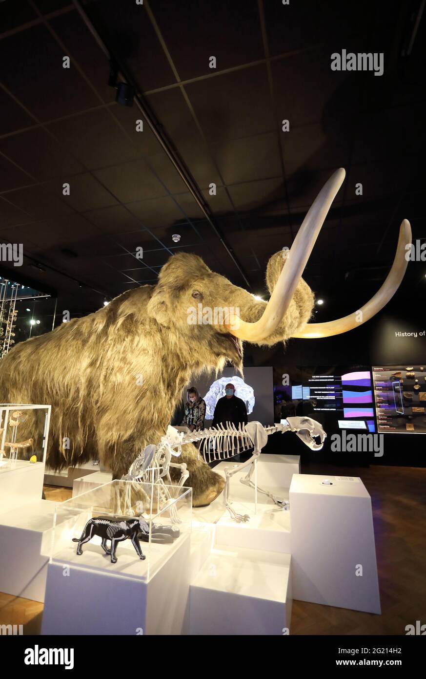 Neue Ausstellung in der Natural History Gallery, einem nachgebauten wolligen Mammut, im Kunst-, Kulturerbe- und Kulturzentrum The Box in Plymouth, Devon Stockfoto