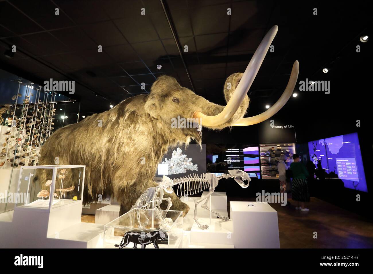 Neue Ausstellung in der Natural History Gallery, einem nachgebauten wolligen Mammut, im Kunst-, Kulturerbe- und Kulturzentrum The Box in Plymouth, Devon Stockfoto