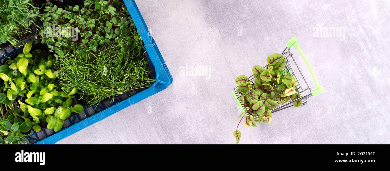 Frisches Eco Greens Lieferkonzept, junge Microgreens im Korb auf grauem Hintergrund, Draufsicht. Stockfoto