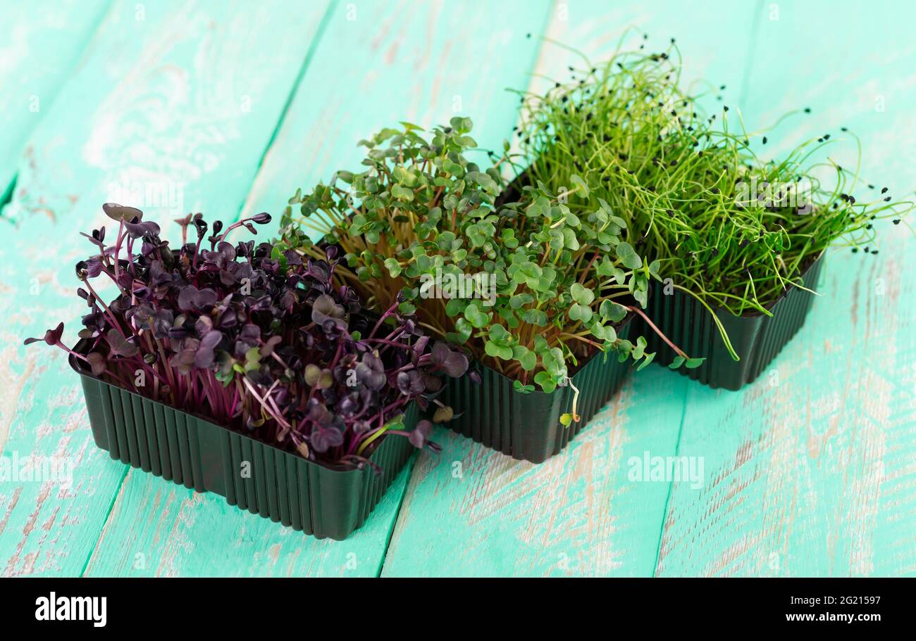 Mikrogrün von Radieschen und Zwiebeln in Kunststoffschalen auf einem hölzernen Vintage-Hintergrund. Stockfoto