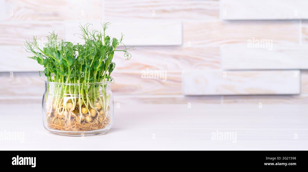 Mikro-Grüns in Glas auf Küchentisch mit Platz für Text gewachsen. Stockfoto