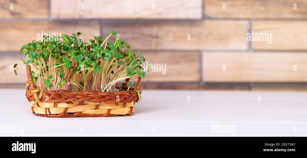 Auf dem Küchentisch werden auf dem Korb Mikrogemüse mit Platz für Text angebaut. Stockfoto