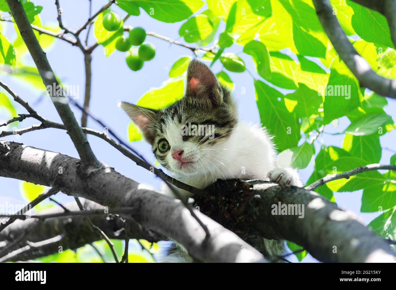 Das Kätzchen kletterte auf einen Baum und hat Angst, herunterzusteigen. Selektiver Fokus Stockfoto