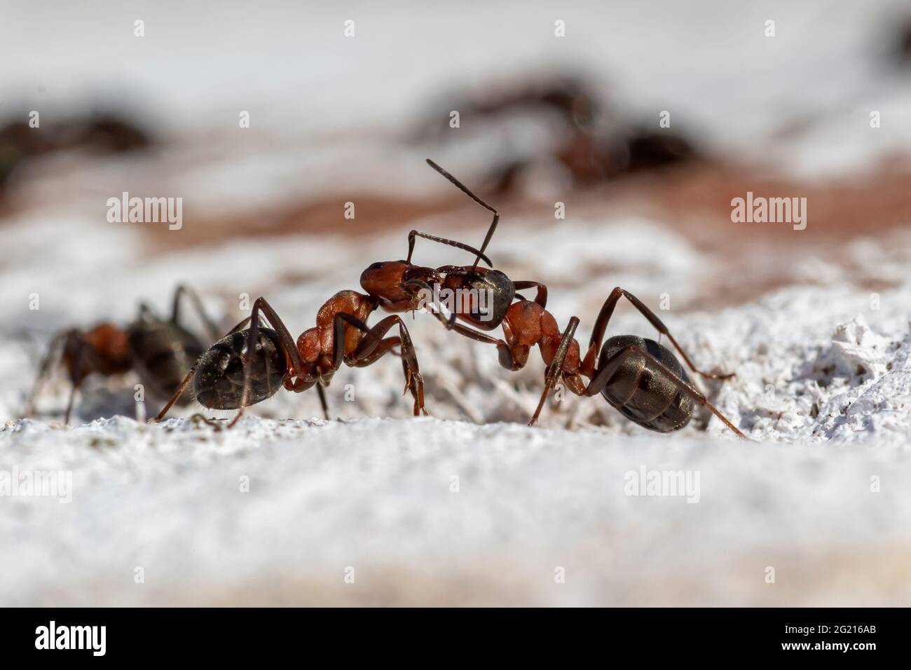 Kommunikation zwischen Ameisen. Zwei Ameisen tauschten an einem warmen Frühlingstag wichtige Informationen über einen abgeschnittenen Baumstamm aus Stockfoto
