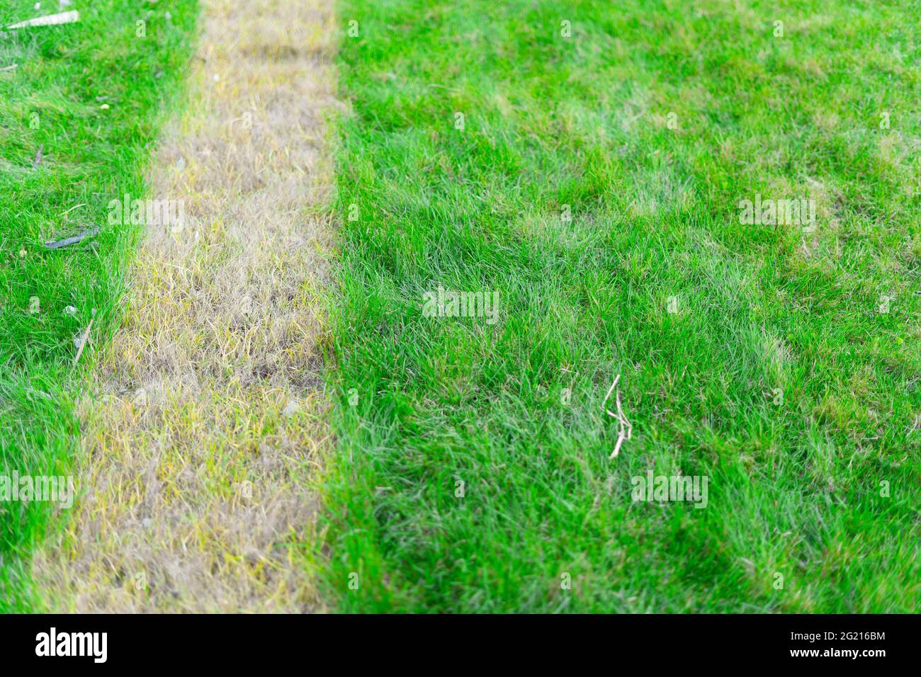 Die Hälfte des Rasens ist vergilbt und die Hälfte ist hellgrün. Gras