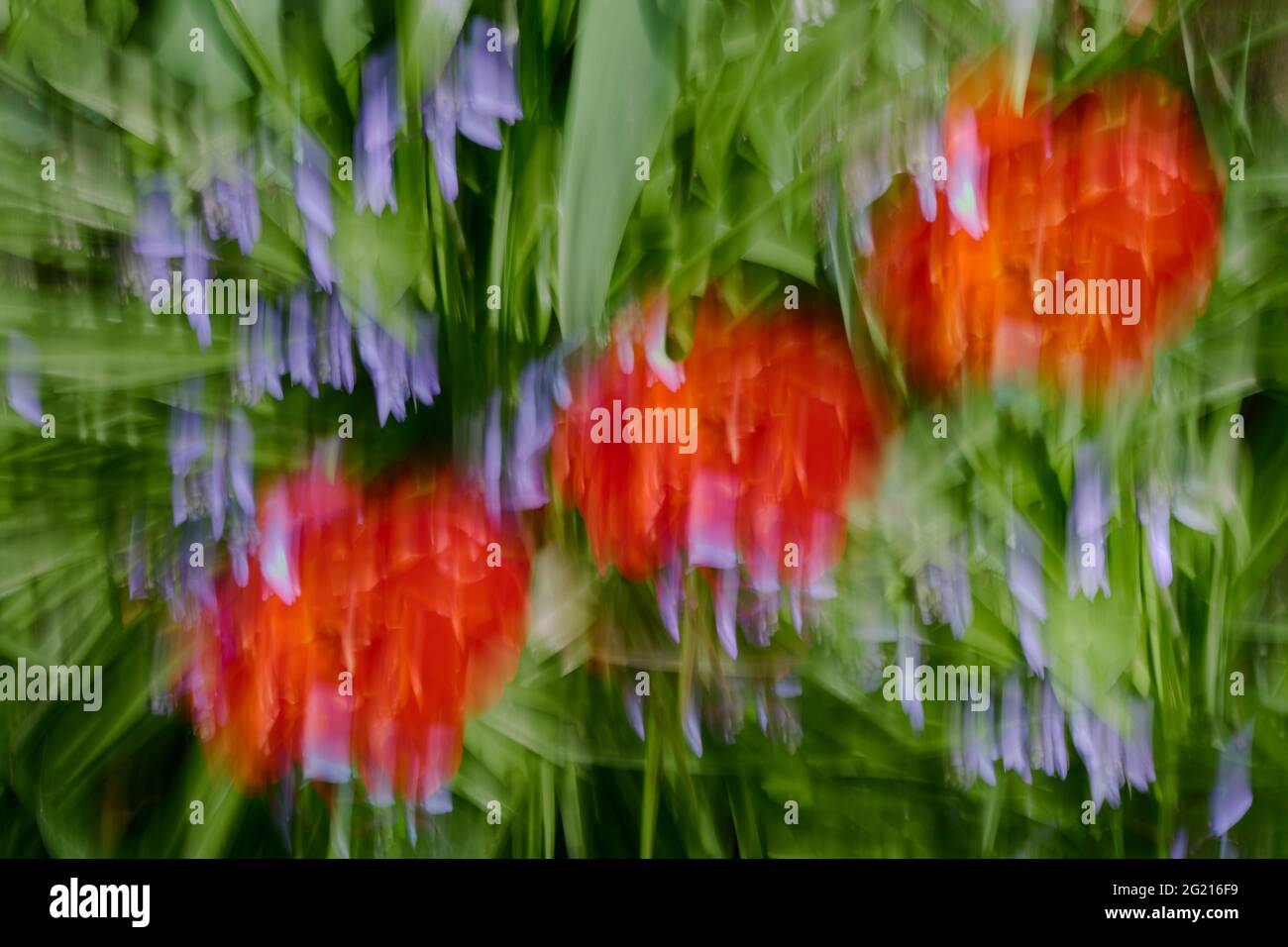 Durch die Kombination von Intentional Camera Movement (ICM) und Mehrfachbelichtungen entstehen drei wunderschöne scharlachrote Blumen in einem Meer verschwommener Bluebells. Stockfoto