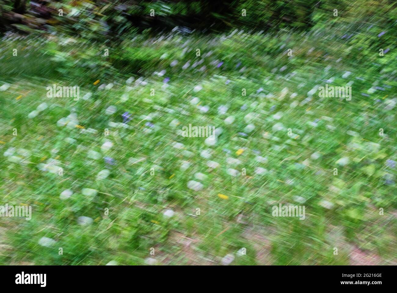 Die Schraffur wird durch die Kombination von Intentional Camera Movement (ICM) und Mehrfachbelichtungen von grünen Feldern mit Blumen erzeugt Stockfoto