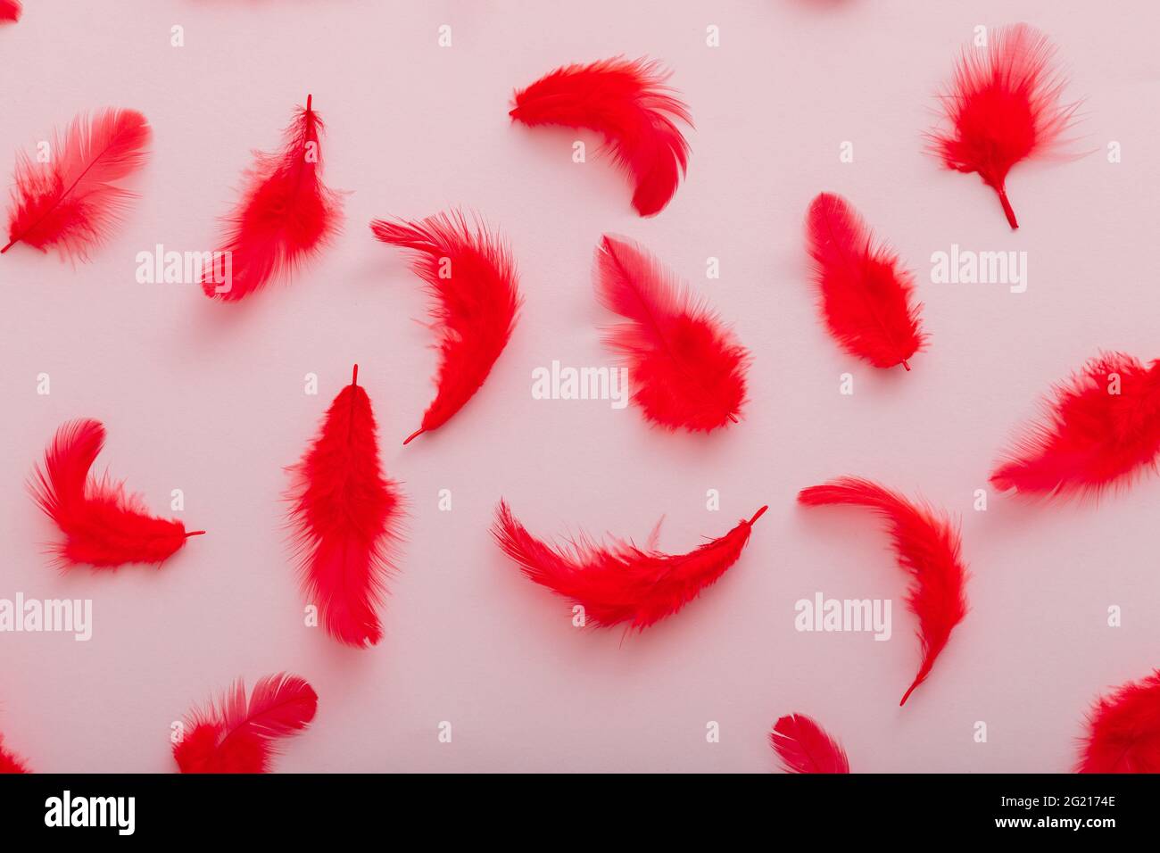 Rotes Federmuster auf rosa Hintergrund. Draufsicht weiche Vogelfedern Musterstruktur. Stockfoto