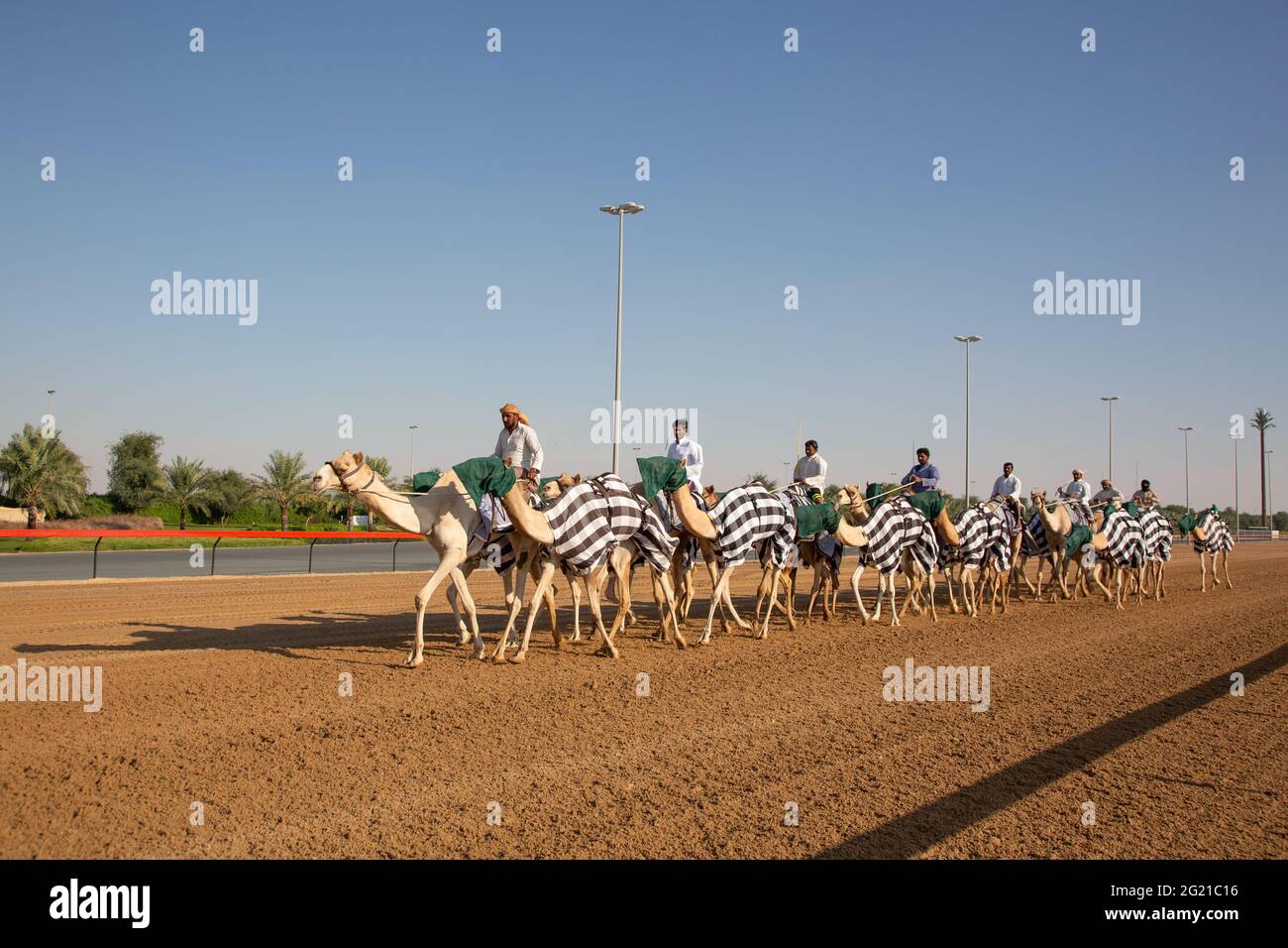 Junge Kamelausbildung auf der Dubai Camel Race Track, Dubai, VAE Stockfoto