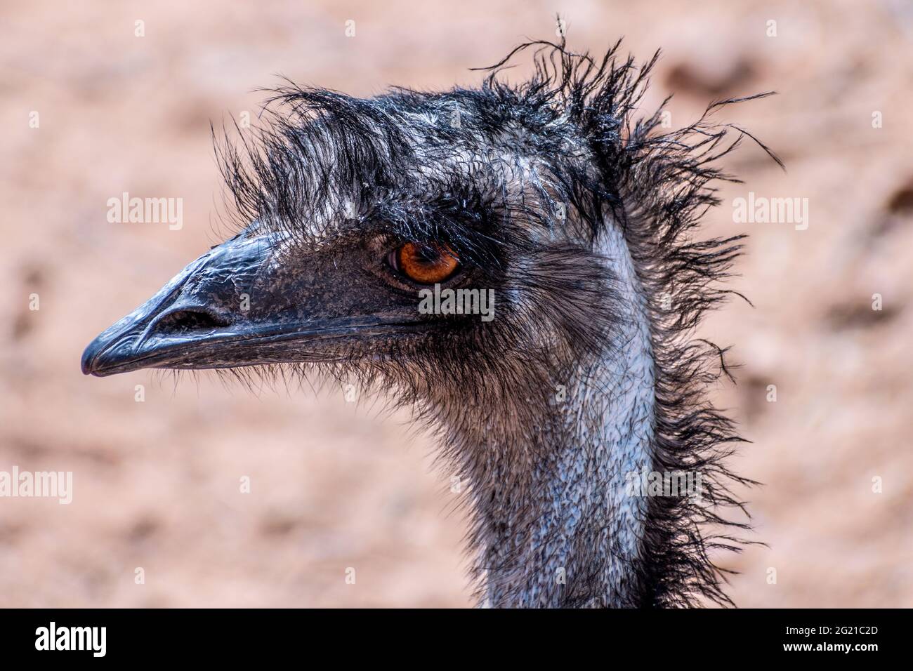 Nahaufnahme eines emu, Alice Springs, Northern Territory, Australien Stockfoto