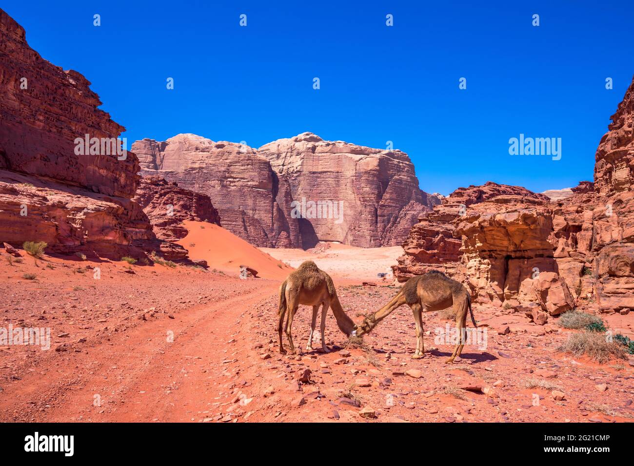 Wadi Rum, Jordanien. Berühmte rote Sanddünen in der Arabia-Wüste, Reise Hintergrund Asien. Stockfoto