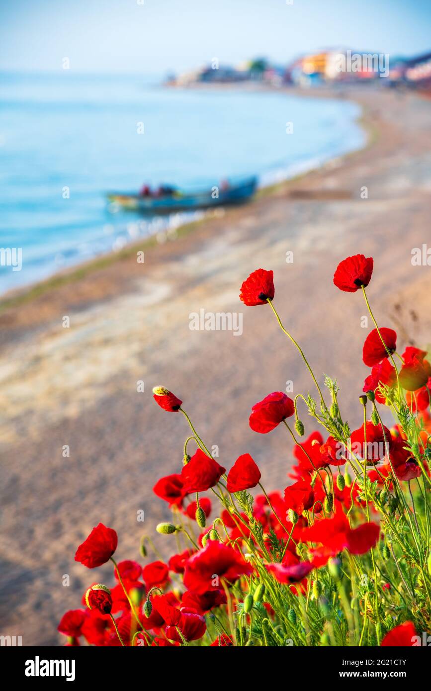 Vama Veche, Schwarzes Meer - Rumänien. Schönes Feld von roten Mohnblumen bei Sonnenaufgang. Stockfoto