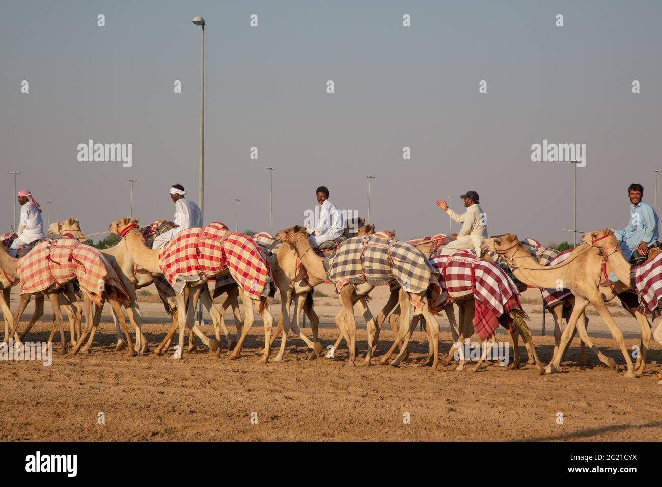 Pakistanische Jockeys trainieren junge Kamele auf der Al Marmoom Camel Race Track, Dubai, VAE Stockfoto