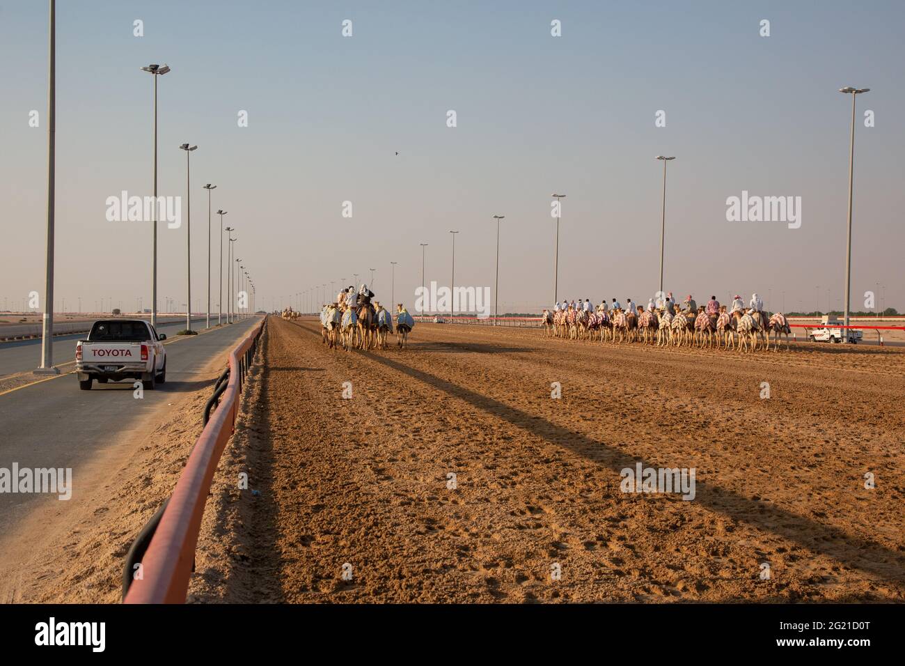 Kameltraining auf der AL Marmoom Camel Race Track, Dubai, VAE Stockfoto