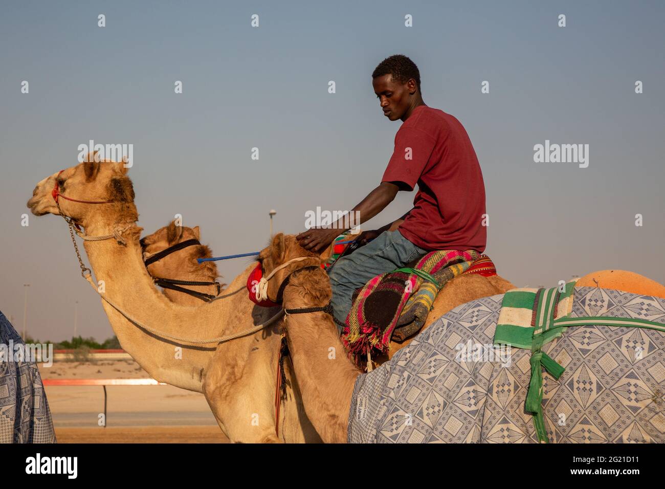 Ein junger Mann trainiert Kamele auf DER AL Marmoom Camel Race Track, Dubai, VAE Stockfoto