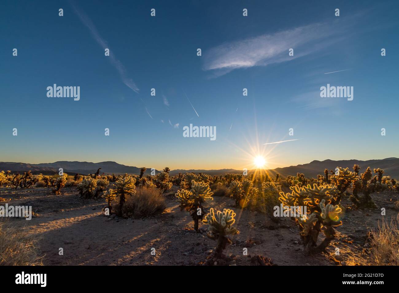 Sonnenaufgang im Cholla Cactus Garden im Joshua Tree National Park, Kalifornien, USA Stockfoto