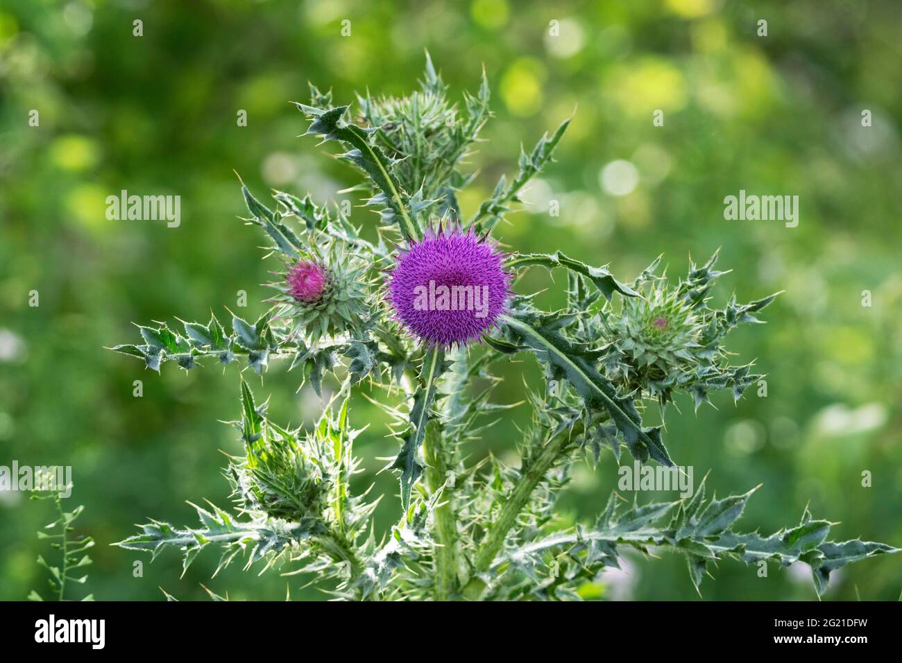 Milk Thistle Plant, Silybum, Silymarin Stockfoto