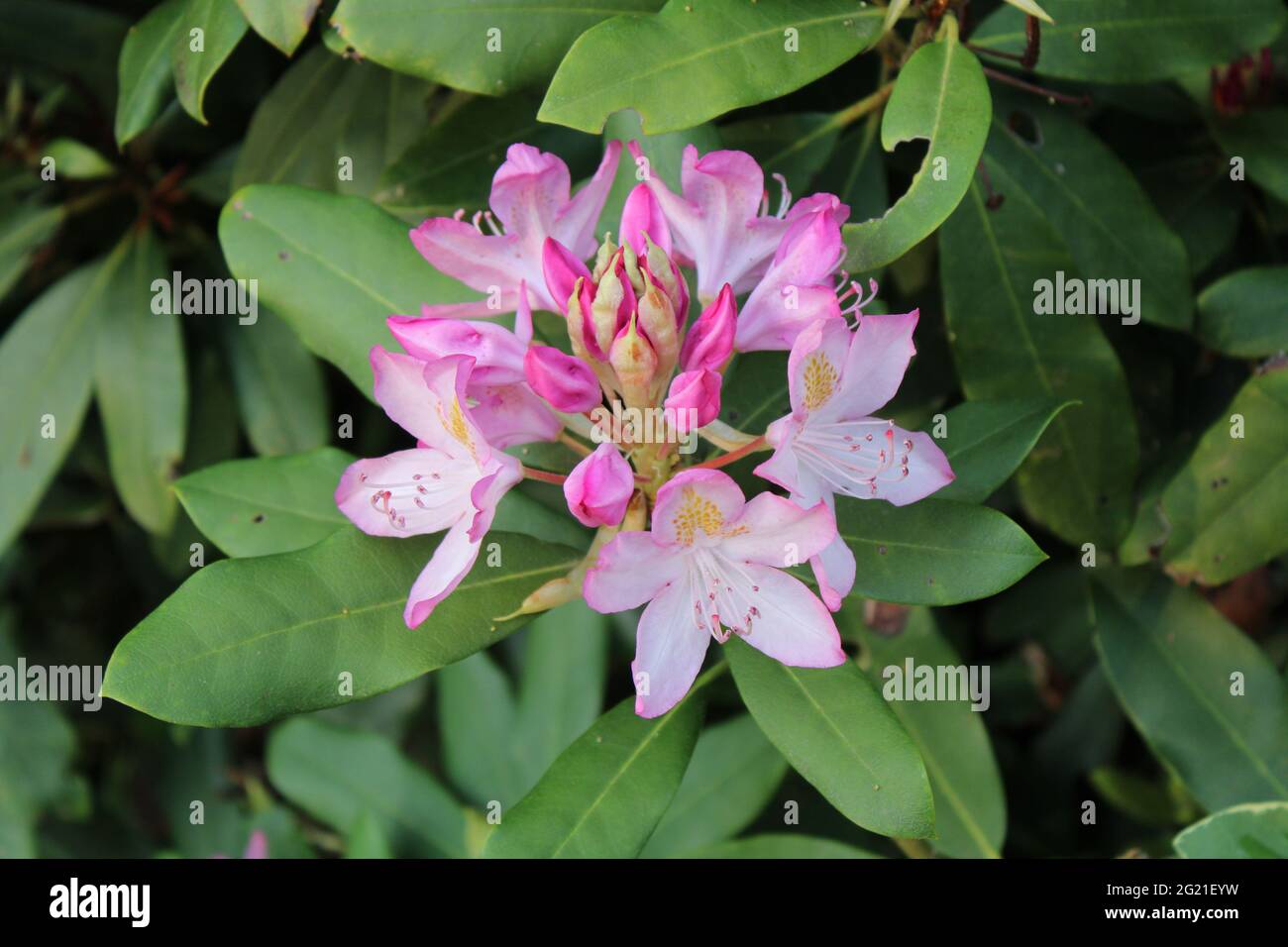 Ein teilweise blühiger Haufen rosa Rhododendron-Blüten Stockfoto