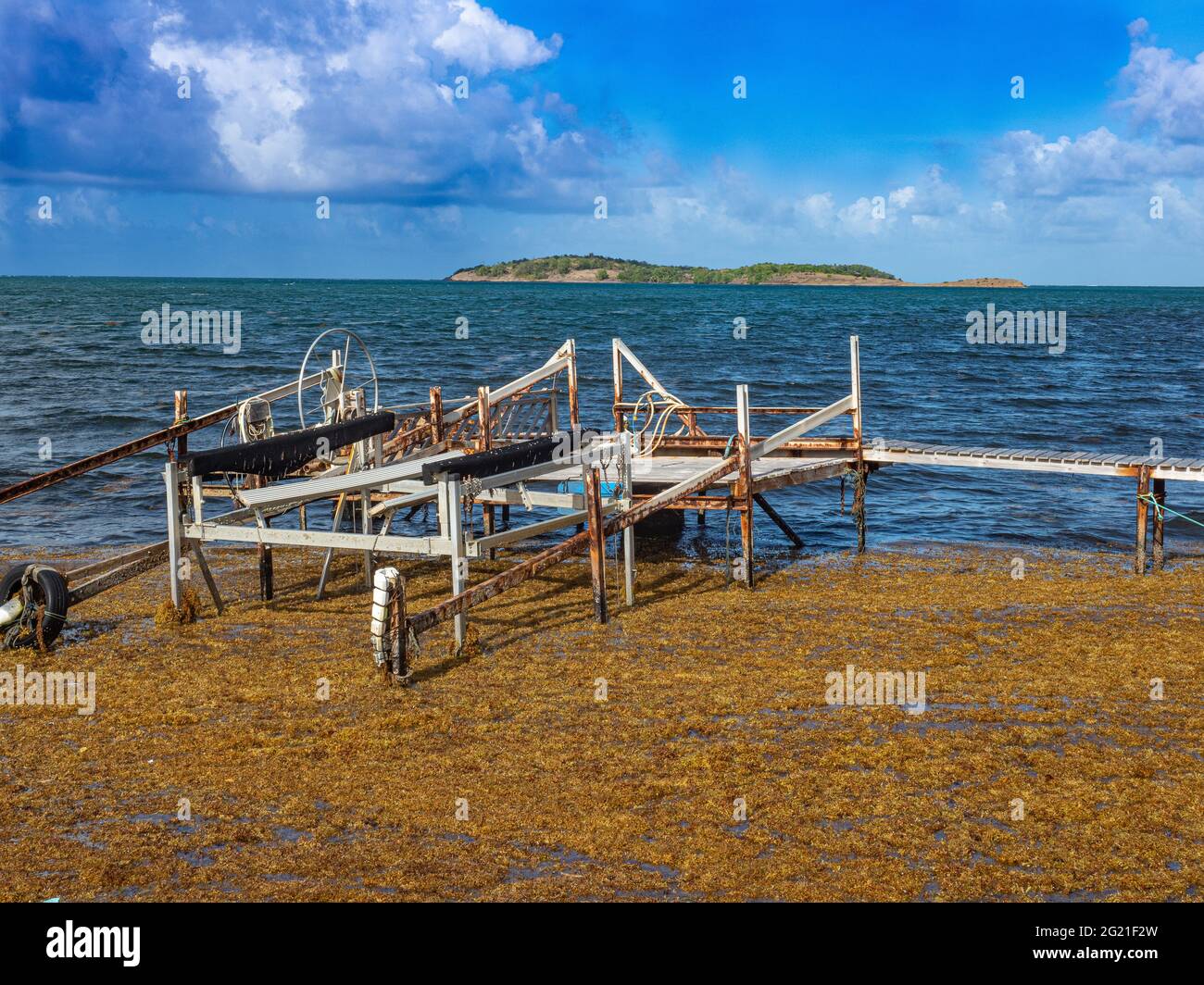 Invasion von Sargassum-Algen in der Karibik Stockfoto