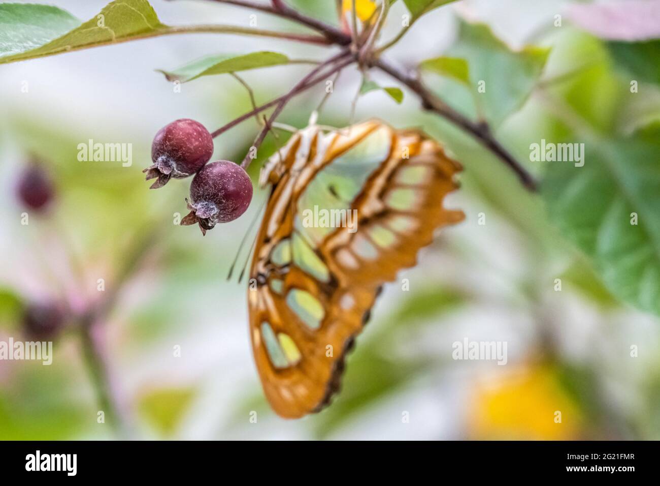 Beeren und Schmetterlinge im Chattahoochee Nature Center in Roswell, Georgia. (USA) Stockfoto