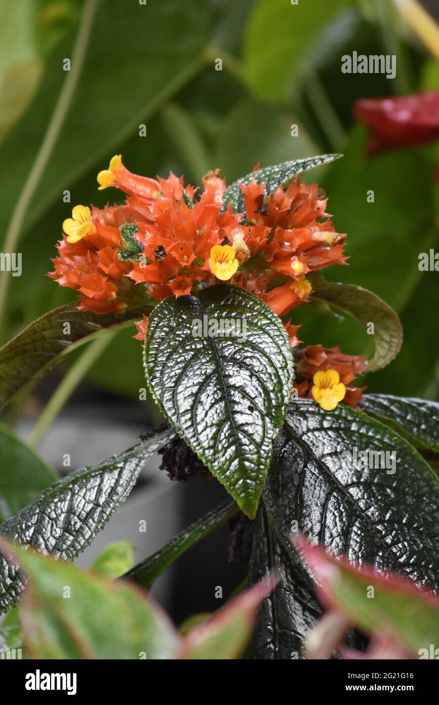 Flor Silvestre Stockfoto
